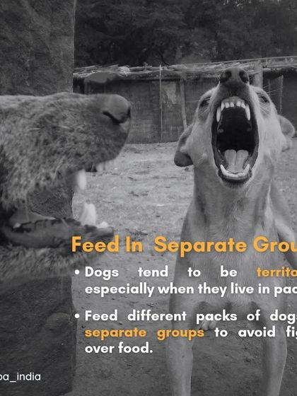 Cupa - Animal Cruelty Legal Aid & Advocacy Know Your Rights: A Guide for Feeders & Pet Owners photo 11