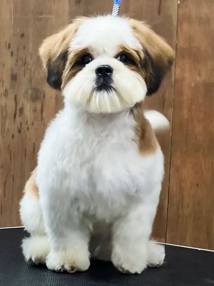 Pets Forever - Full Service Dog Grooming Shih Tzu Styling: My Specialty photo 21