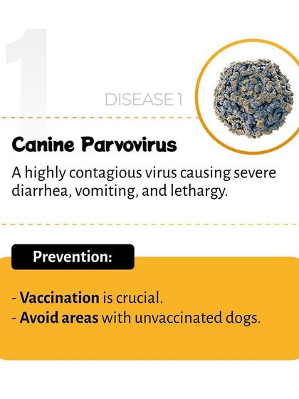 Pethowz - Pet Parent Education Understanding Common Pet Ailments photo 4