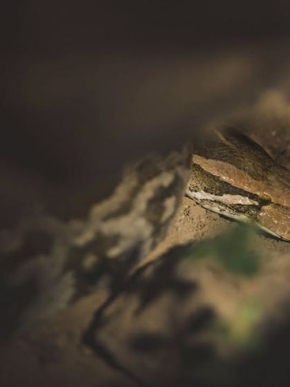 An Indian Rock Python peers out from its rocky den. These large, non-venomous snakes are powerful constrictors found in the Aravallis.