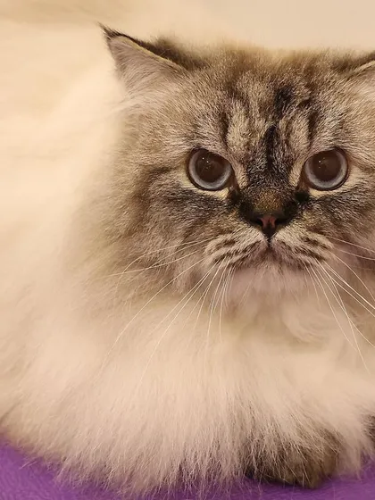 This beautiful Himalayan is giving some serious 'cattitude', and I love it. After a full grooming session, her long, thick coat is looking incredibly lush and clean, and those stunning blue eyes just pop. This is a perfect example of expert grooming for long-haired cat breeds.