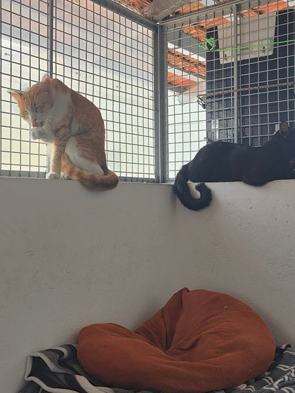 Sammy's Nest - Home Boarding for Small Pets Our Cat-Proof Home: Play & Rest photo 4