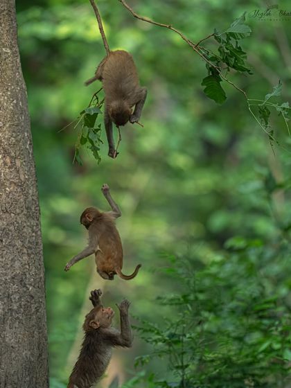 Wildlife photography isn't just about big cats. I pre-visualized this shot of monkeys leaping between branches and used an extremely high shutter speed to freeze one mid-air. It's about capturing powerful moments, whatever the subject.
