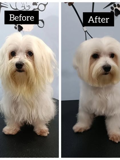 Mamppi Deb - Pet Grooming & Styling Complete Makeovers: Before & After photo 19
