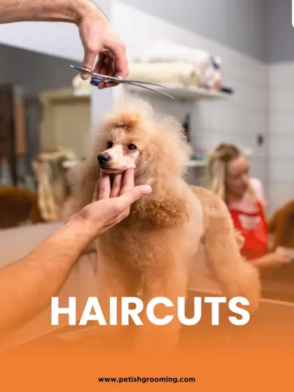 Petish Grooming - Mobile Grooming for Dogs & Cats Our Full Grooming Process photo 6