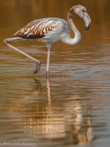 A portrait of a juvenile flamingo, its plumage yet to turn bright pink. This shot was featured in an article about my work, highlighting the beauty of Mumbai's winter visitors.