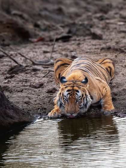 Tigers of India's Jungles photo 30