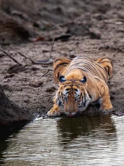 The lords of Bandhavgarh. This is DM Male, one of the largest tigers in the forest, known for his piercing blue eyes and dominant presence.