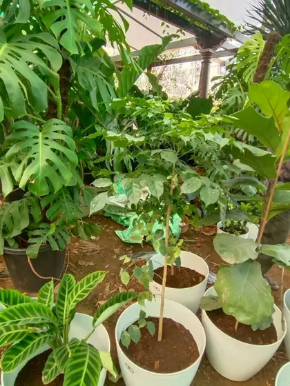 A view from our nursery, showing a variety of popular indoor plants like the Monstera Deliciosa and Calathea, potted and ready to go.