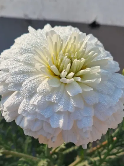 Bhardwaj - Urban Gardening Consultation A Riot of Colorful Flowers photo 121