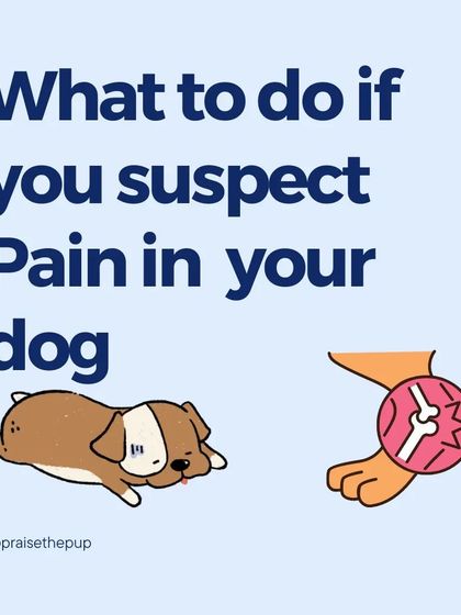 This series outlines the steps to take if you think your dog might be in pain. It's about being a proactive advocate for your dog's health.