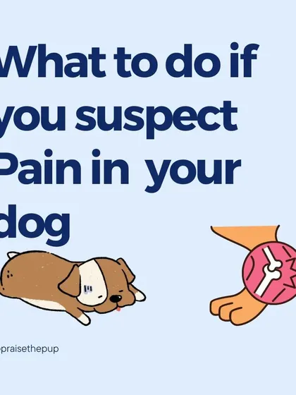 This series outlines the steps to take if you think your dog might be in pain. It's about being a proactive advocate for your dog's health.