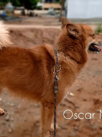 This is Oscar now, a majestic and fluffy boy. From a scared pup to a confident dog, his transformation is a testament to love and care.