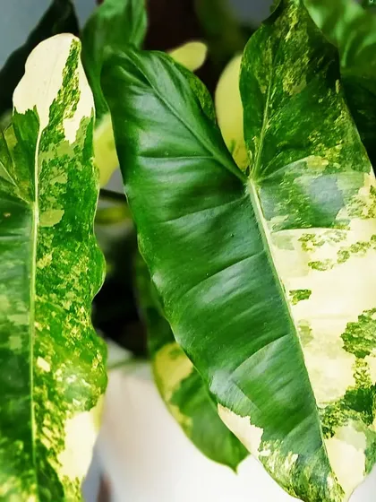 This close-up shows the beautiful marbled variegation of a Philodendron Burle Marx. As a collector's item, its unique green and cream patterns ensure no two leaves are the same, making it a living piece of art for your home.