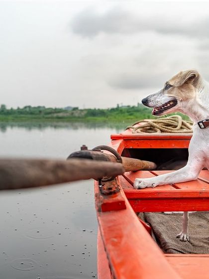 Mishti, an adventurous Indie, enjoys a boat ride on the Yamuna Ghat. This unique shoot captures her calm demeanor and love for exploration.