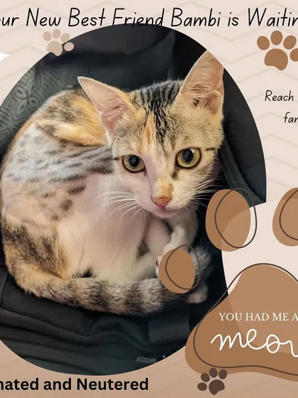 Bambi is waiting for you! This graphic highlights that she is fully vetted and ready for her forever home. Adopting a spayed cat is one of the best ways to support rescue efforts.