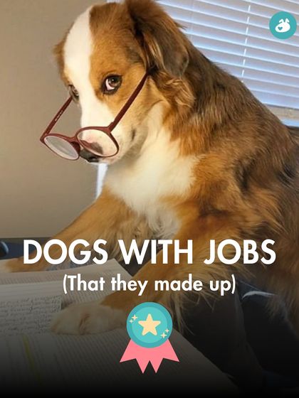 The Pack - Online Pet Parent Community The Fun Side of Pet Parenting photo 5