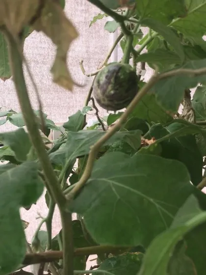 A close-up of a striped brinjal, showcasing the unique varieties we can help you grow.