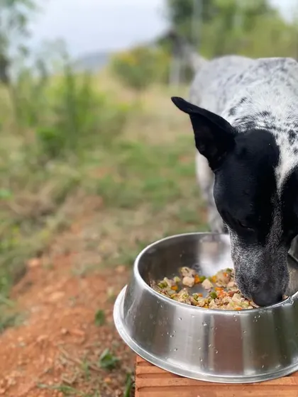 The best reward is a happy, healthy dog. We cook the kind of honest, home-style food we feed our own pets, because we believe they deserve nothing less.