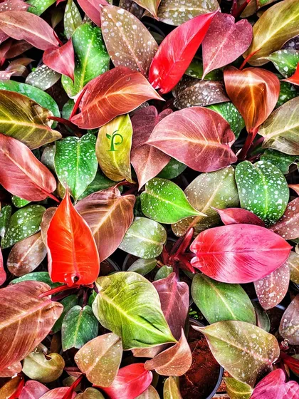 The Philodendron "Autumn" is an exotic hybrid with incredible color. Its new leaves emerge in a stunning copper-red and change colors as they mature to a dark, glossy green.