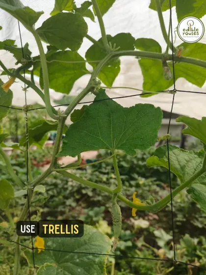 We use smart solutions for small spaces. Here, a trellis is used to support climbing plants like this cucumber, maximizing vertical space and ensuring the plant gets enough air and sunlight to produce healthy fruit.