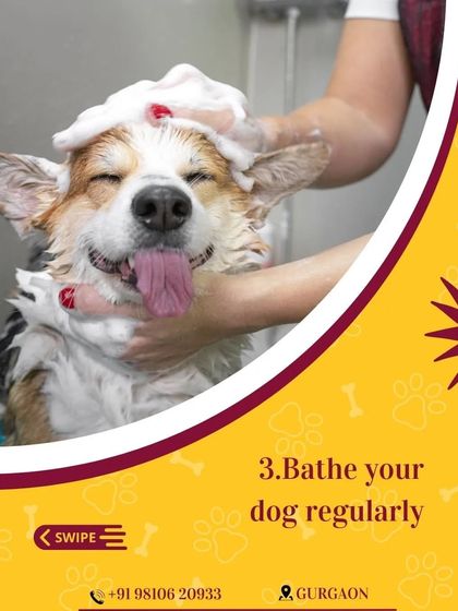 A regular bathing routine is key to managing shedding and maintaining healthy skin. I use specialized shampoos that help strengthen the coat and keep your home cleaner.