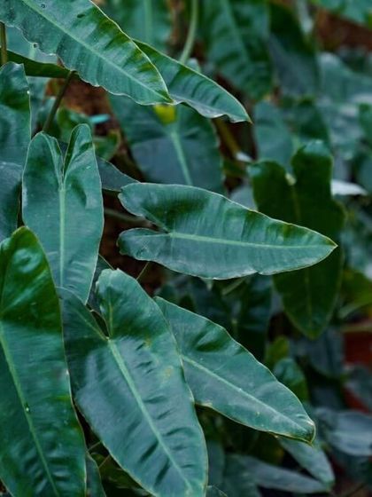 Say hello to the Philodendron 'Kerala Hybrid'. With its sleek, dark foliage and semi-upright form, this fast-growing plant brings both structure and softness to your space, thriving with just a bit of humidity.