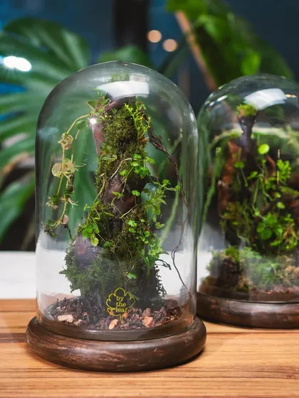 A pair of my dome terrariums, each with a unique internal landscape. These pieces are designed to be statement decor, transforming any living space into a lush oasis.