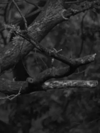 A Pied Kingfisher perched in a tree, captured in black and white. I was lucky to photograph this species in Mumbai, and the monochrome edit gives it a timeless feel.