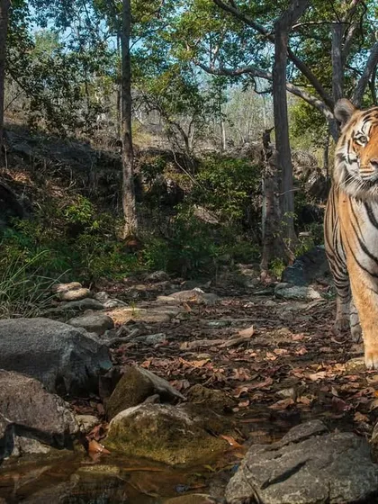 A male tiger emerges from the forest, following a well-worn trail. I set up a camera trap here after noticing scent marks on a nearby tree, a key sign of territorial behavior. This image is the result of tracking, patience, and letting the animal reveal its own story.