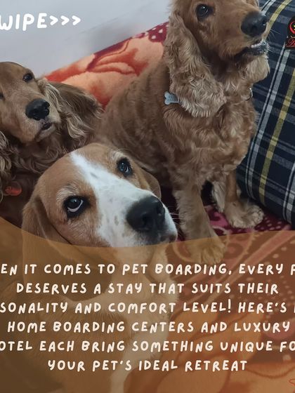 Anvis - Dog Boarding Our Other Expert Services photo 4