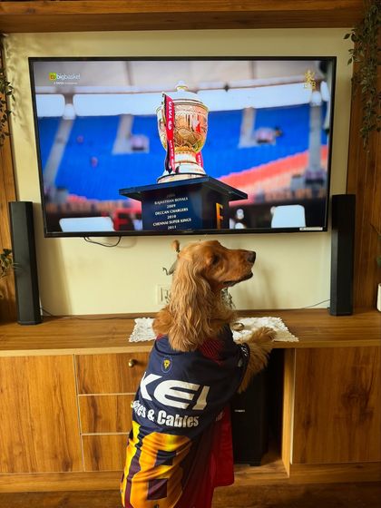 Posto, the most dedicated RCB fan, watching the final match with intense focus.