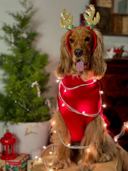 A beautifully lit shot of Posto in his reindeer costume, capturing the magic of Christmas.