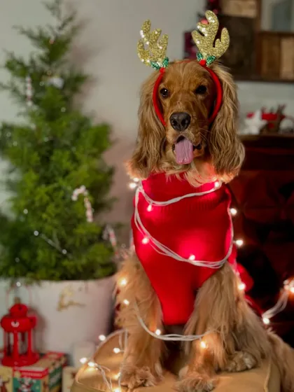 Another memory from last December's Christmas photoshoot, with Posto wrapped in festive lights.