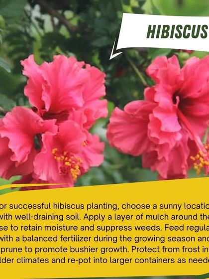 For successful Hibiscus planting, choose a sunny location with well-draining soil. These beautiful flowers need regular feeding and pruning to promote bushier growth and more of their stunning blooms.