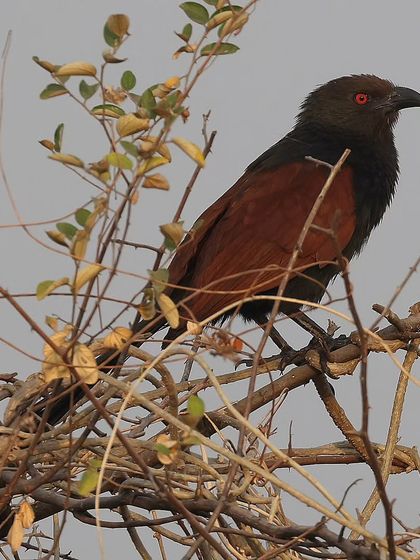 Hornbills, Kingfishers & Forest Jewels photo 16
