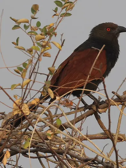 The Greater Coucal, with its deep red eyes and contrasting plumage, is a common resident bird across India and Southeast Asia. It's a non-parasitic member of the cuckoo family, often seen foraging on the ground.
