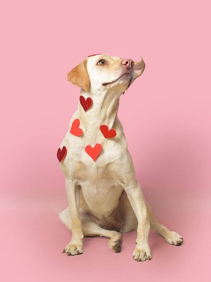 Priyanka - Themed & Special Occasion Pet Photography Holiday Adventures photo 12