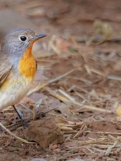 The Red-breasted Flycatcher, a small migratory bird that winters in South Asia. The breeding male has a distinctive orange throat.