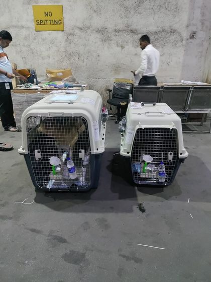 Global Paws: Asia, Africa & Beyond photo 7