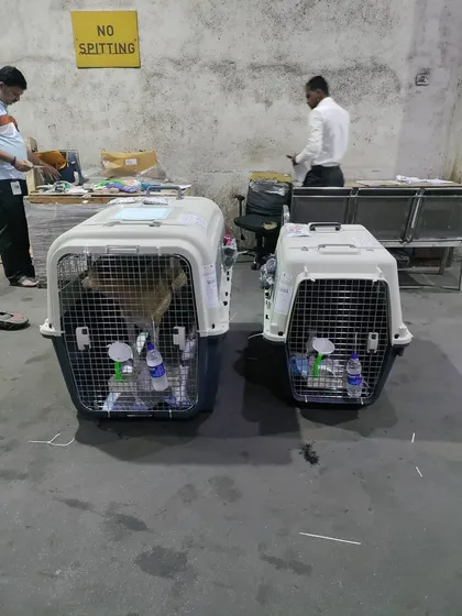 Rolo and Robert's crates side-by-side at the cargo facility in Mumbai. We coordinate every detail, ensuring that bonded pairs like them are handled together for a smoother, less stressful relocation to Singapore.