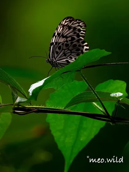 I followed this Paper Kite butterfly as it floated through the air like a piece of paper caught in a gentle breeze. Seeing it finally rest on this vibrant green leaf was such a peaceful moment. This is what I mean by authentic wildlife storytelling, capturing creatures as they are, where they live.
