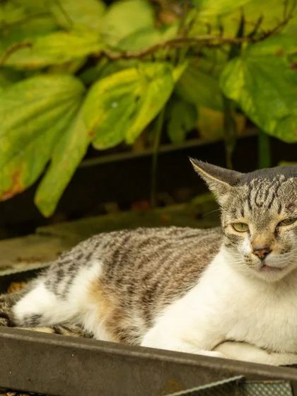 This cat is the picture of relaxation, enjoying a sunbeam. The plane of the ears indicates a state of contentment, a peaceful moment worth capturing.