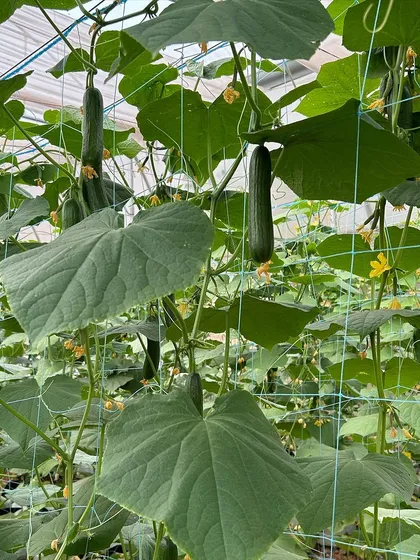 Our English cucumbers are perfect for the summer. These images show them hanging from the vine, ready to be picked and used in refreshing recipes like cucumber sandwiches.