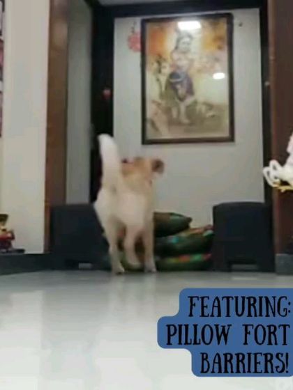 Here's Momo having a blast jumping over a pillow fort barrier! This is a great way to practice agility skills and provide mental and physical exercise indoors.