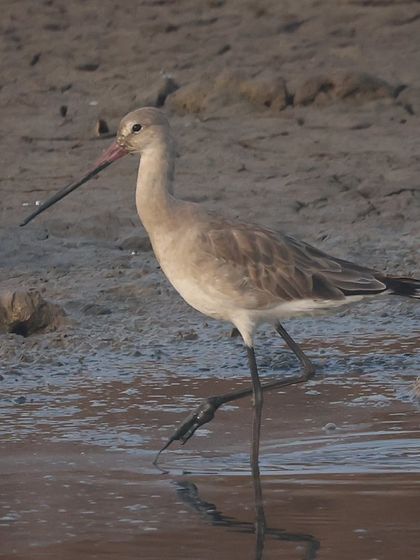 Waders, Ducks & Waterbirds photo 27