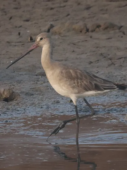 The Black-tailed Godwit is a long-distance champion. A close relative, the Bar-tailed Godwit, holds the record for the longest non-stop migration, flying over 13,500 km from Alaska to Australia.