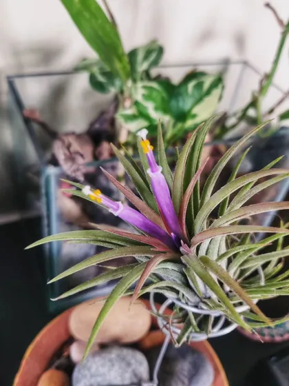 The flowering Air Plant in its glass terrarium setting, surrounded by stones.