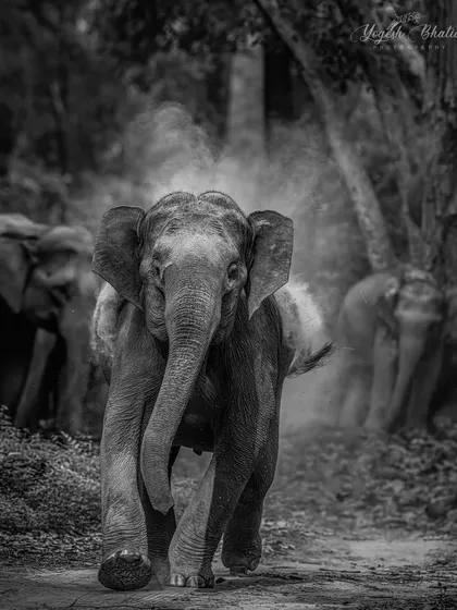 A mother elephant charges to protect her calf. I processed this in black and white to emphasize the raw emotion and drama of the moment. It's a powerful story of a mother's protective instinct.