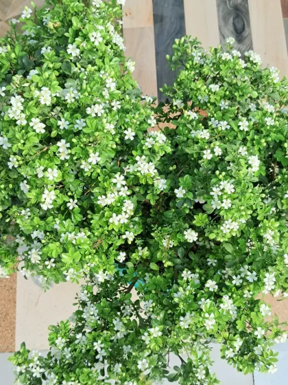 Bhardwaj - Urban Gardening Consultation A Riot of Colorful Flowers photo 74